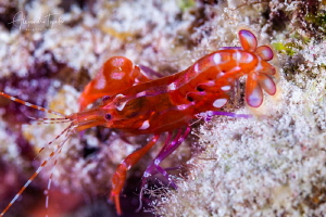 Shooter Lobster, Gardens of the Queen, Cuba by Alejandro Topete 